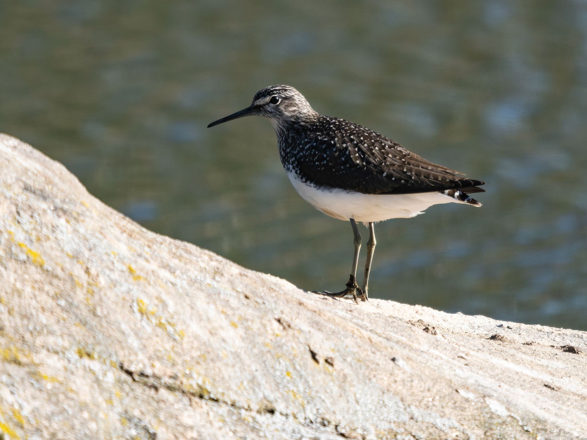 Waldwasserläufer